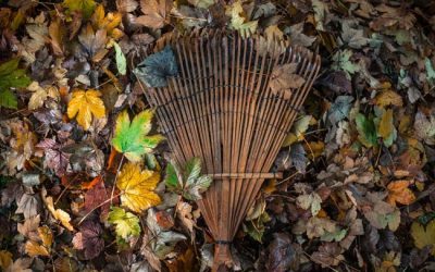 Tis The Season For Back Aches and Ergonomics