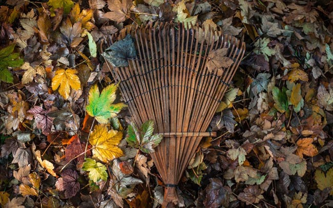 rake-in-garden